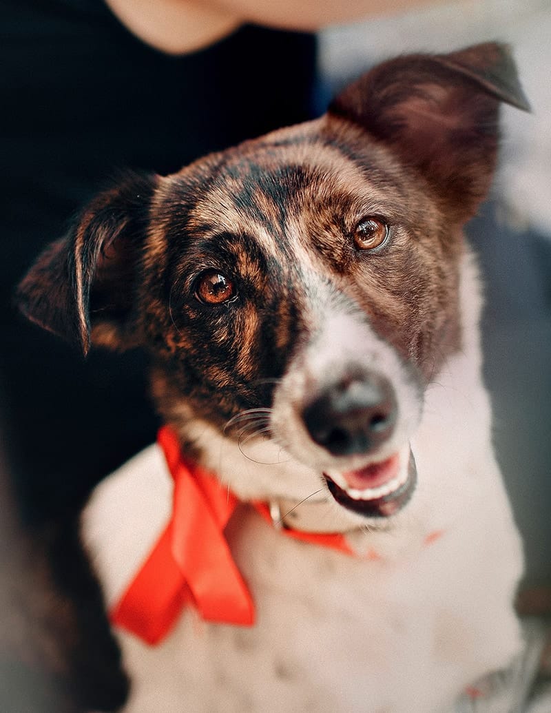 Visage de chien en plan rapproché