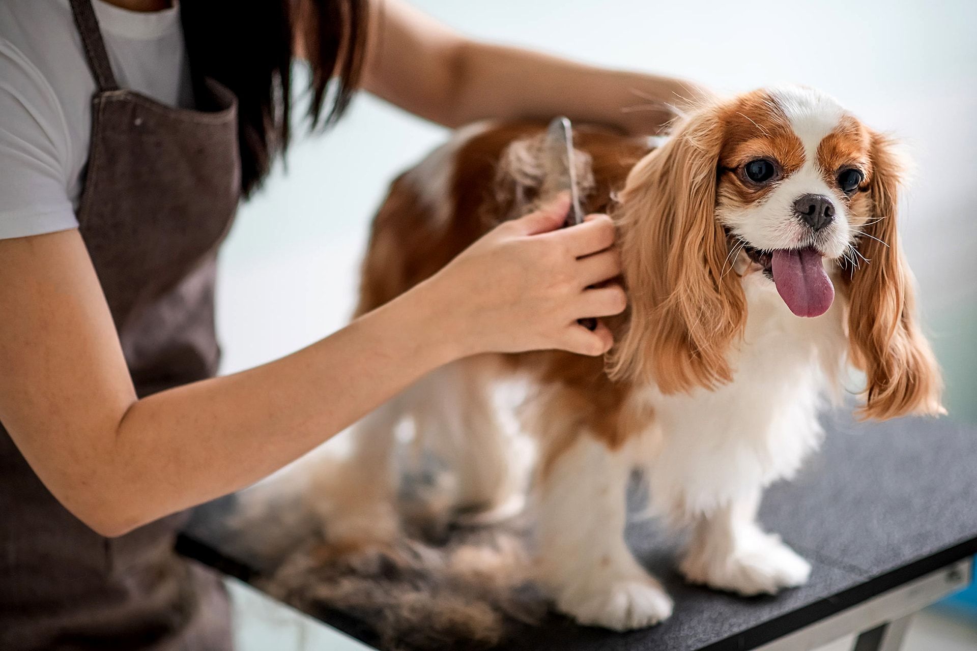 Chien se faisant faire un toilettage