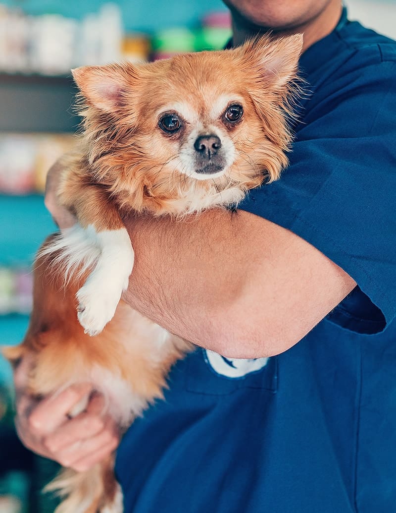 Chihuahua dans les bras d'un responsable de la clinique vétérinaire