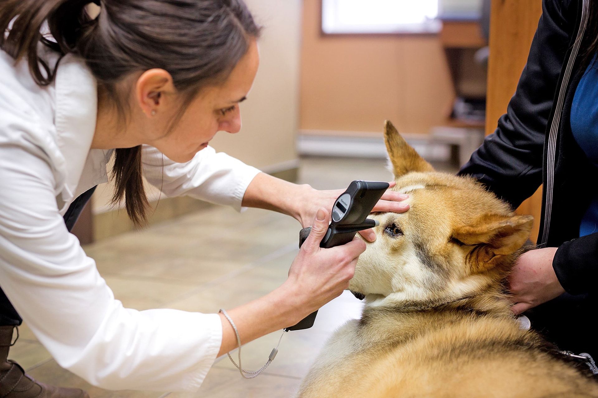 Vétérinaire examinant les yeux d'un chien