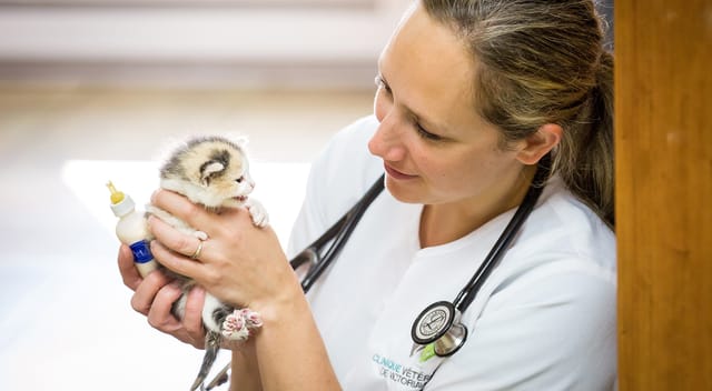 Vétérinaire nourrissant un chaton au biberon