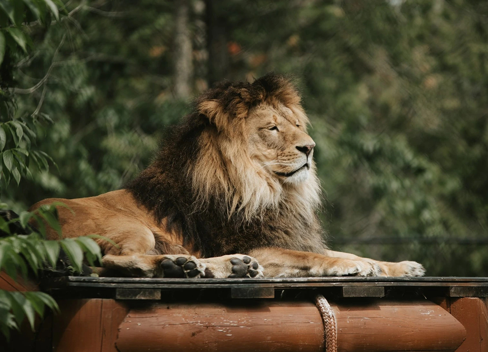 Un lion se reposant une plateforme surélevée