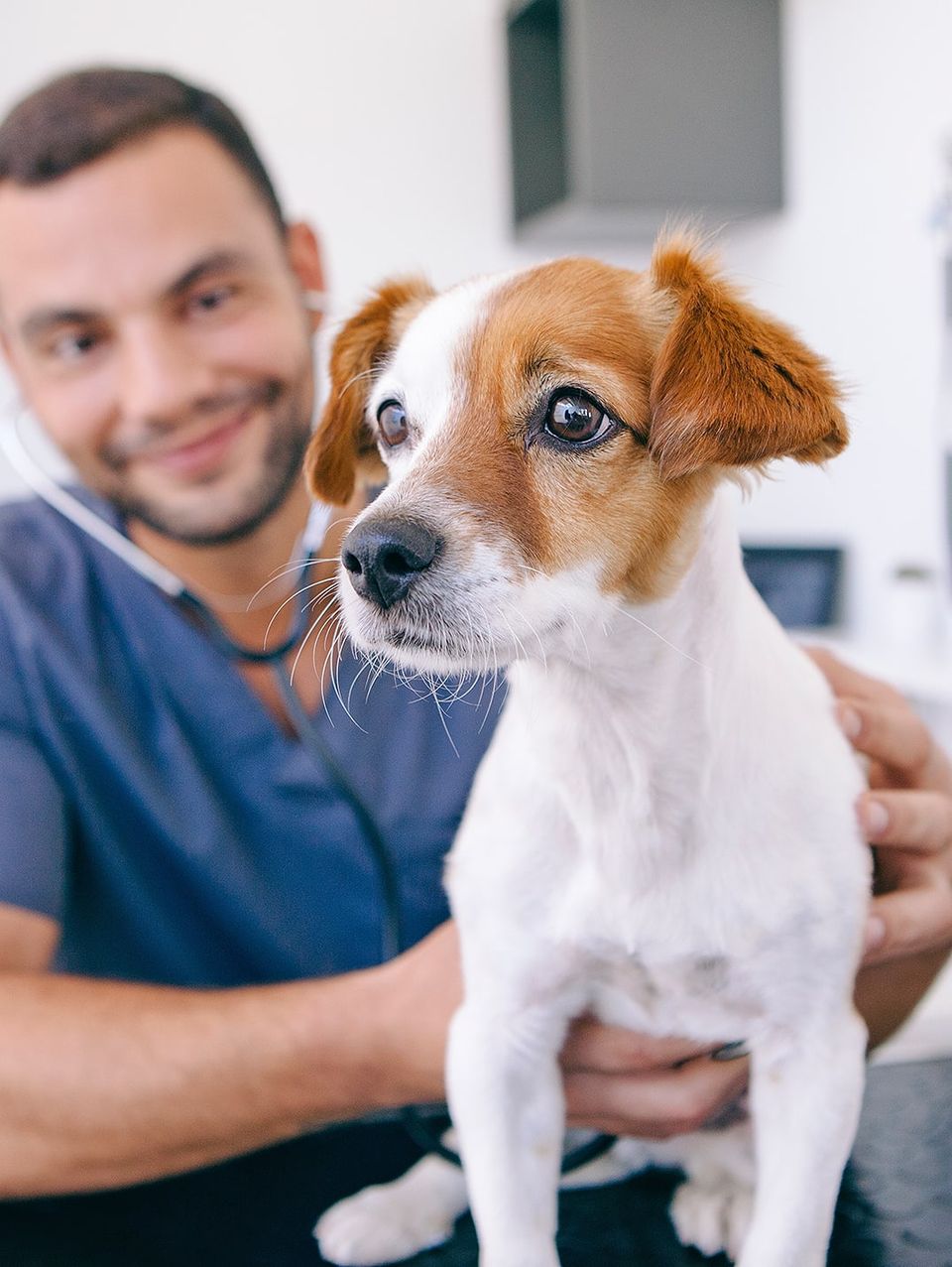 Vétérinaire manipulant un petit chien